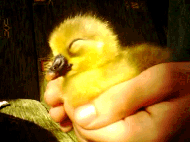 Cute_duck